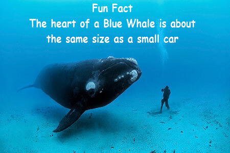 bluwhale