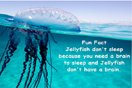 jelly